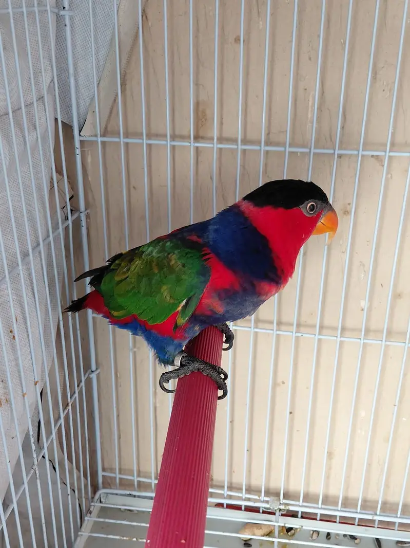 Multiple Birds For Sale — photo 7
