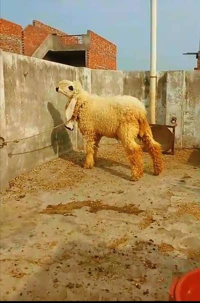 Chathra. Sheep.
