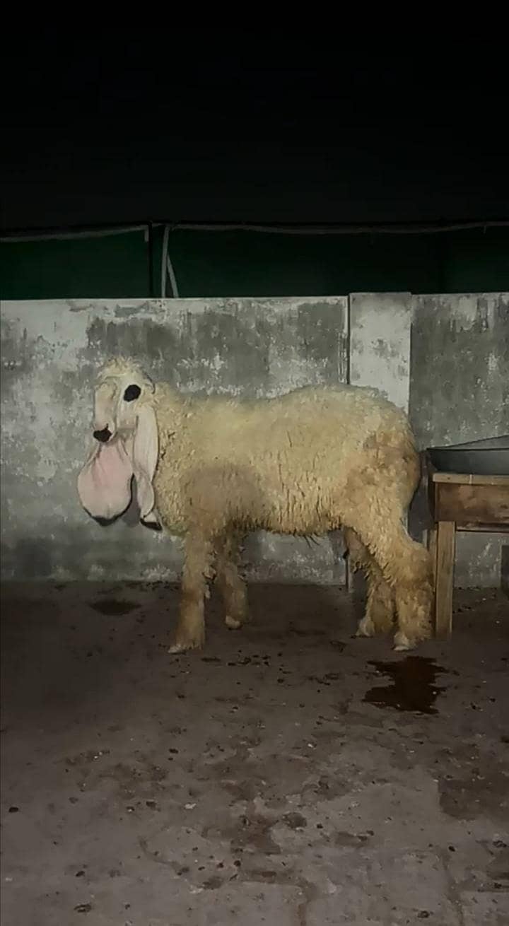 Chathra. Sheep. 1