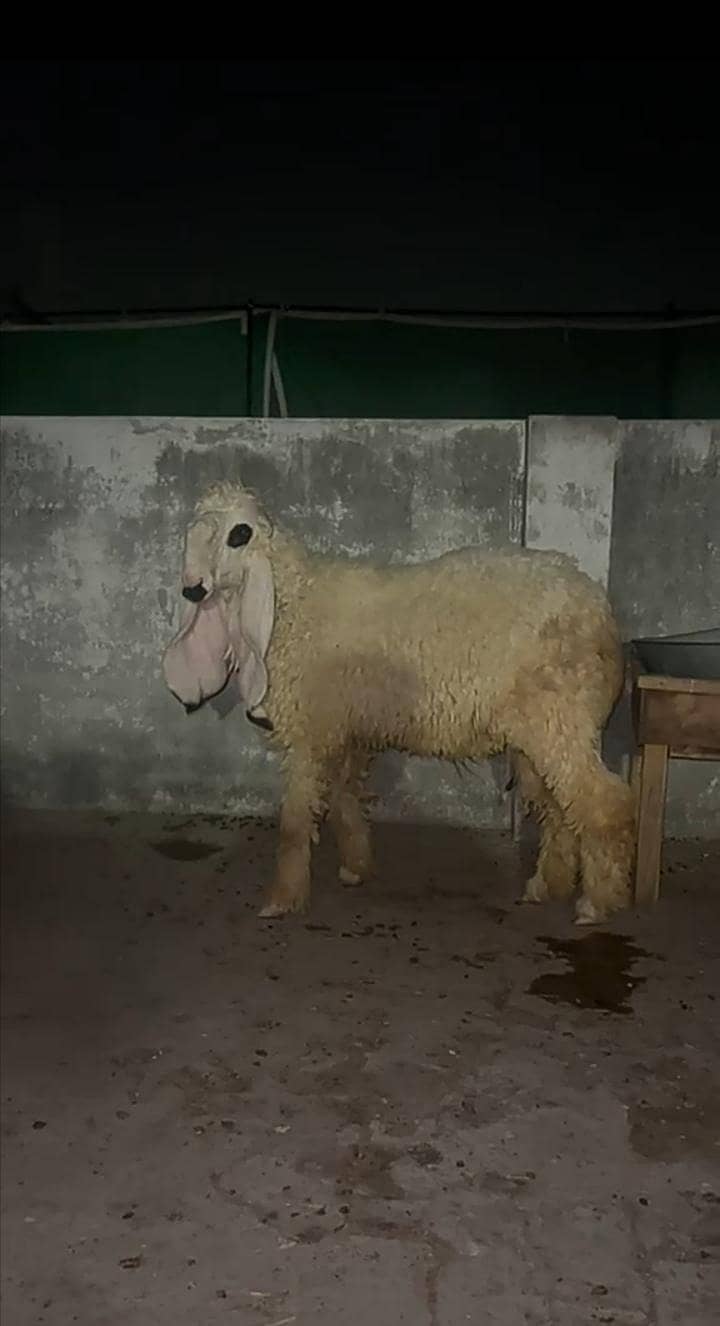 Chathra. Sheep. 2