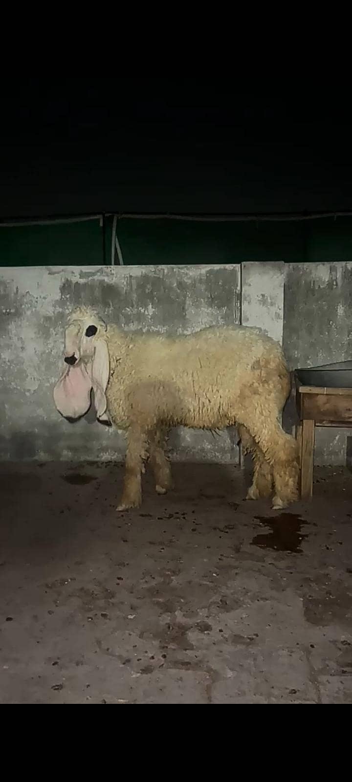 Chathra. Sheep. 3