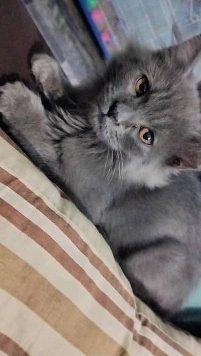 Persian kitten