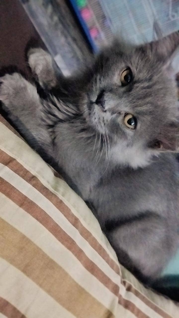 Persian kitten 0