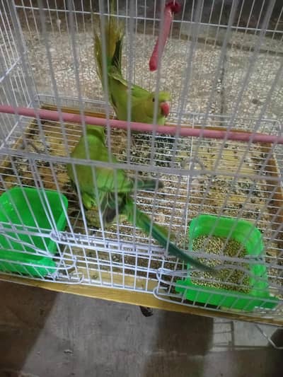 ringneck parrots 6 months