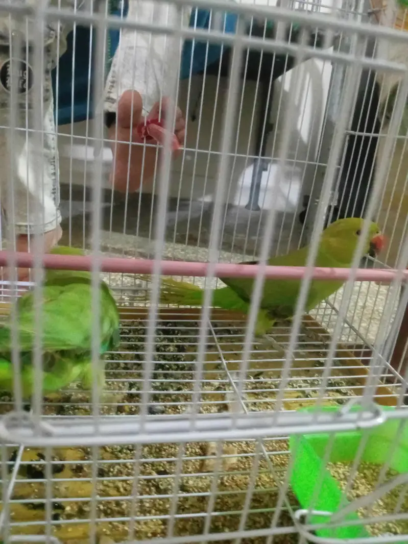 ringneck parrots 6 months — photo 2