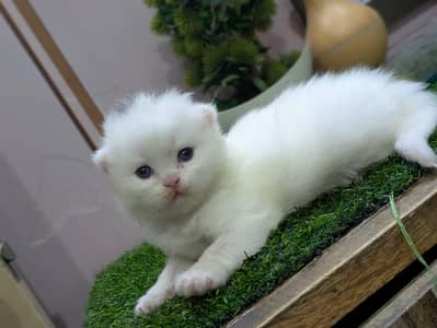 punch Face kitten
