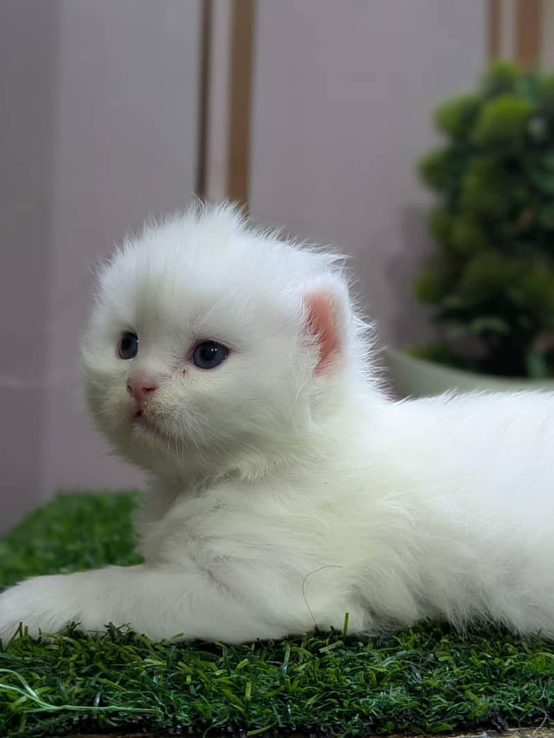 punch Face kitten 1