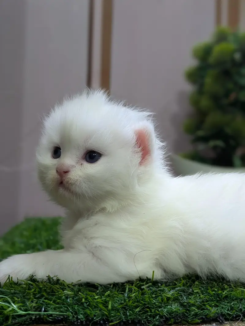 punch Face kitten — photo 3