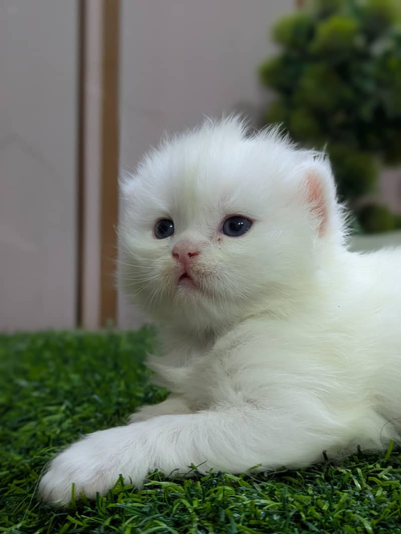 punch Face kitten 3