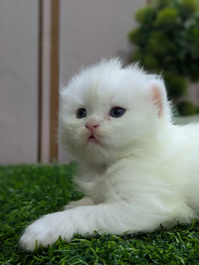 punch Face kitten — photo 4