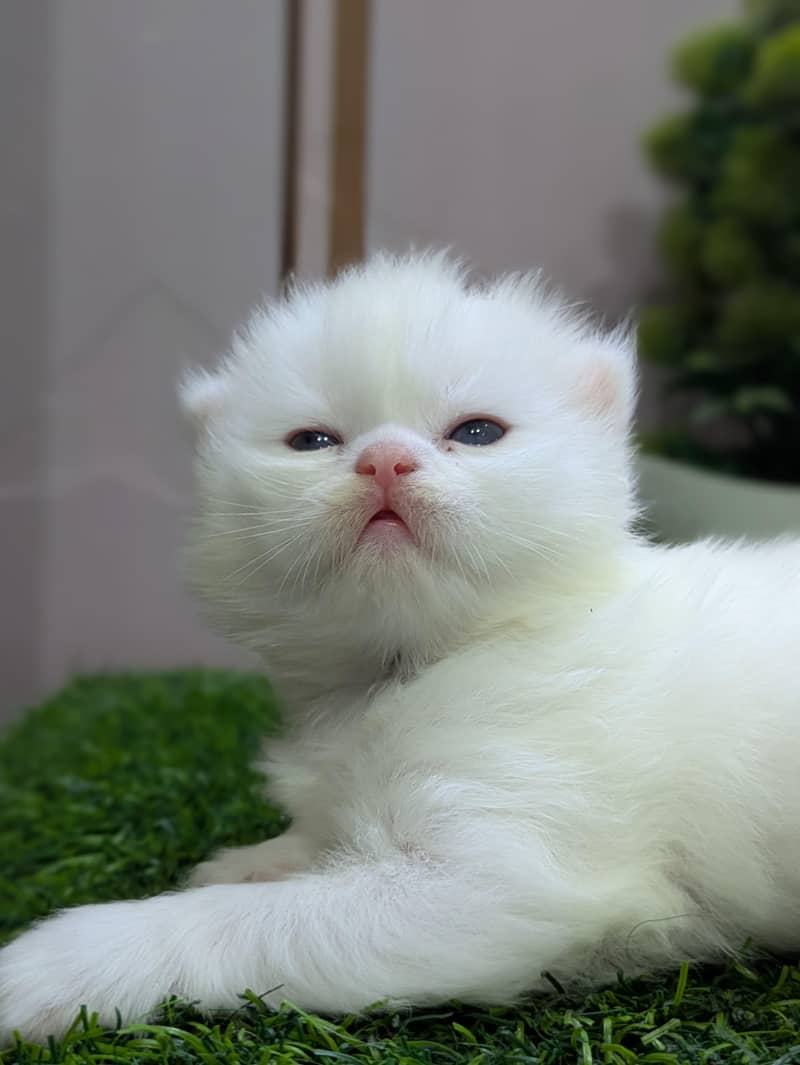 punch Face kitten 4