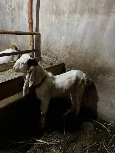 Gulabi Bakra For Sale