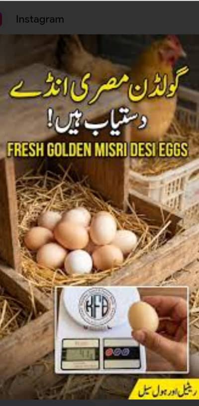 pure desi organic eggs