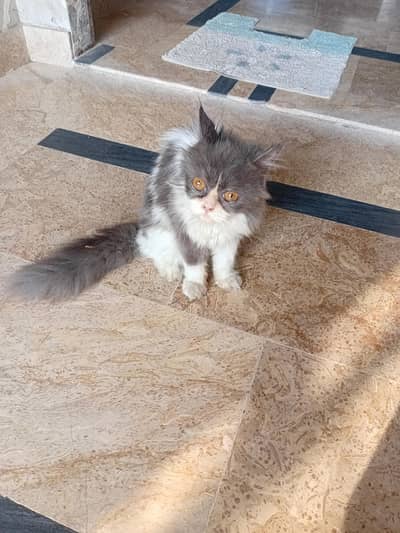 Persian cat for sale