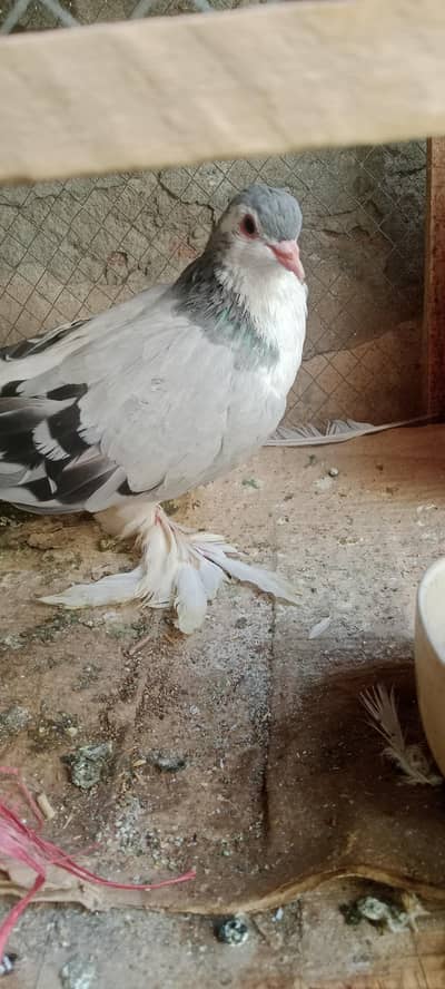 pigion with pair