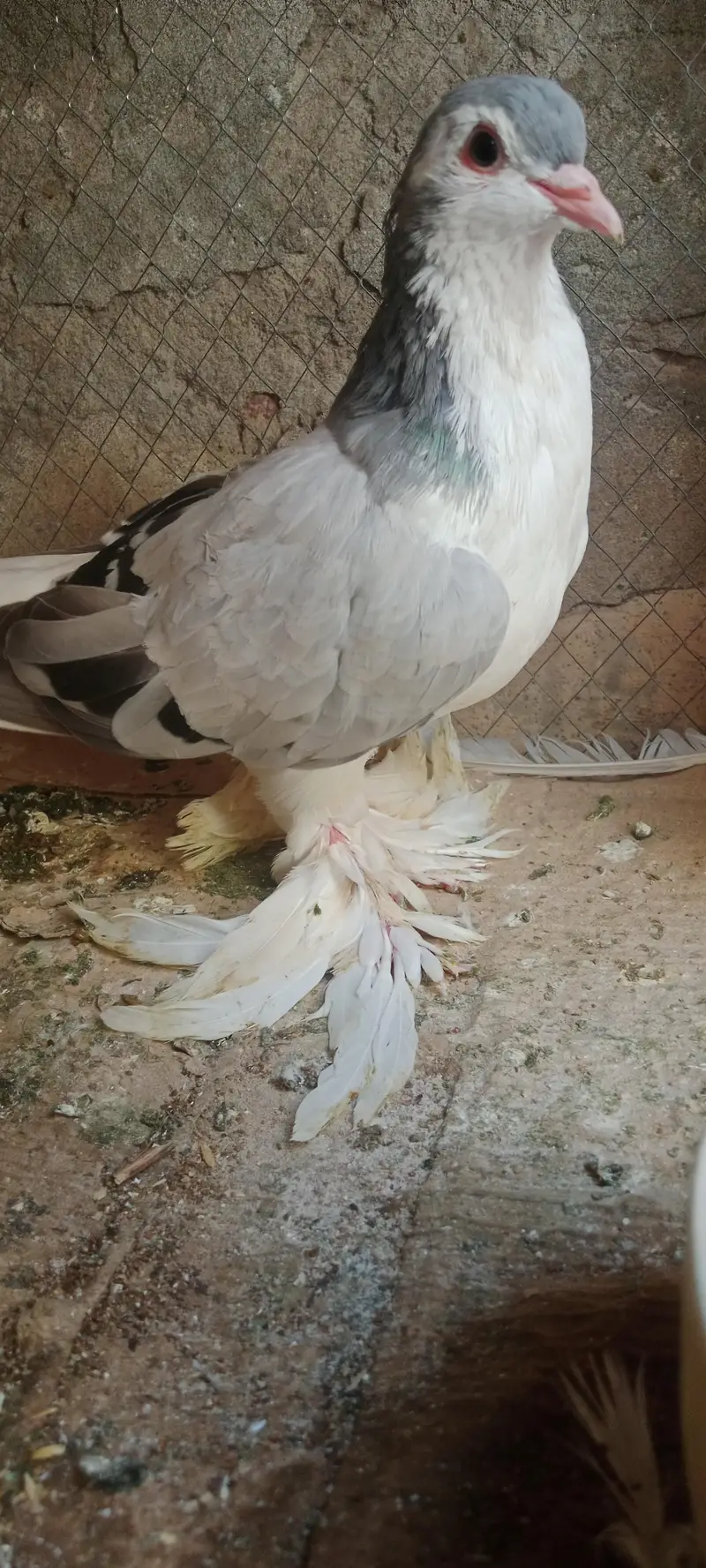 pigion with pair — photo 2