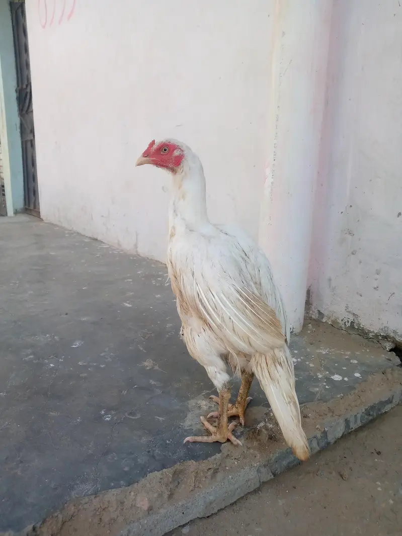 100%paper wite Heera maadi — photo 2