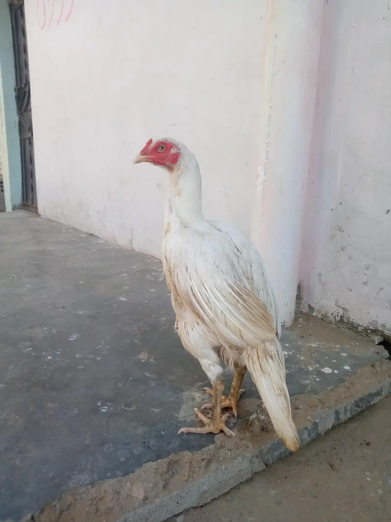 100%paper wite Heera maadi — photo 3
