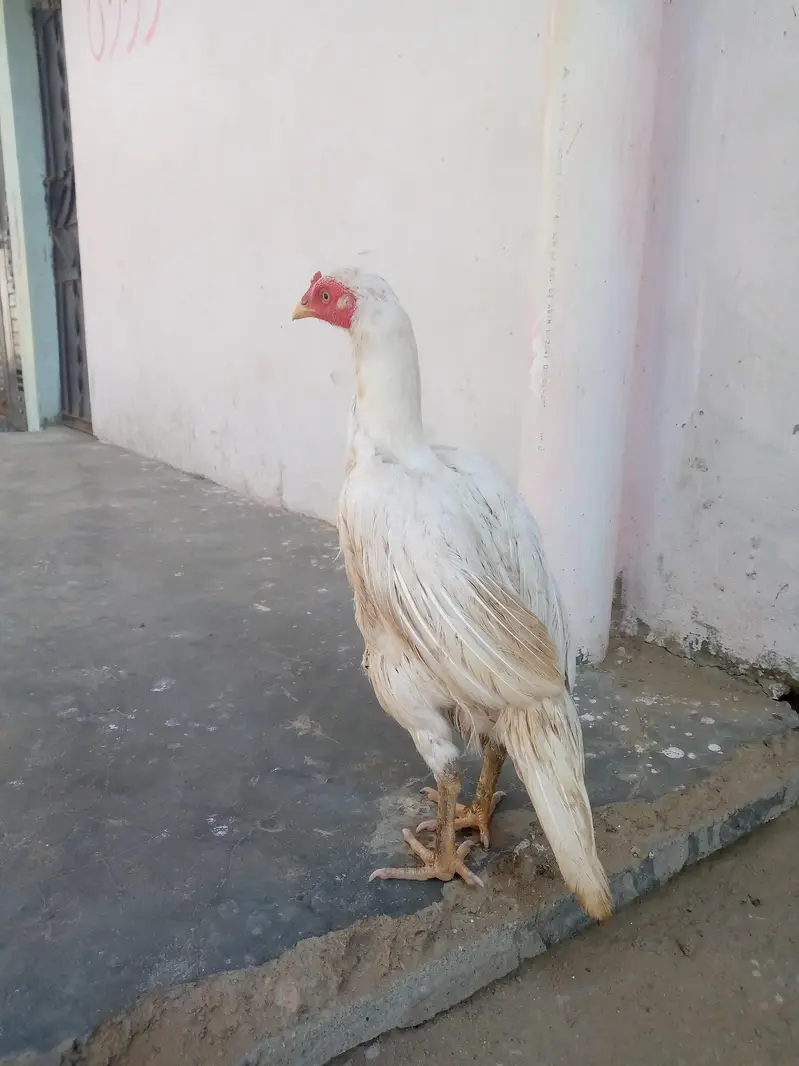 100%paper wite Heera maadi — photo 4