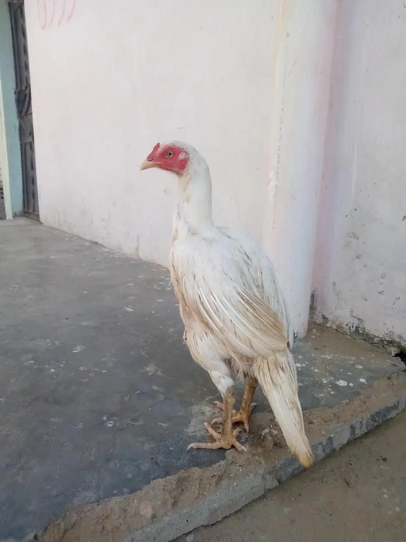 100%paper wite Heera maadi — photo 5