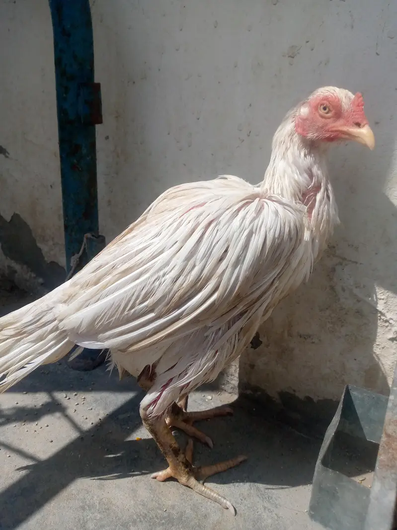 100%paper wite Heera maadi — photo 6