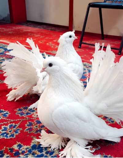 American lucky kabutar full heavy full breeder ache pomos mein hai