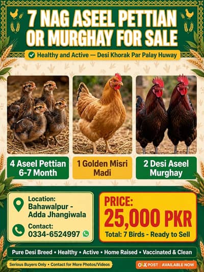 7nag murgy and pattiyan aseel for sale Jhangiwala road bhawalpur