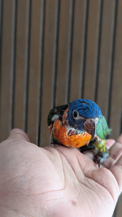 Hand tamed 0-Bite | Monks, Ringnecks, Sun Conures, Kashmiri Pahari Etc