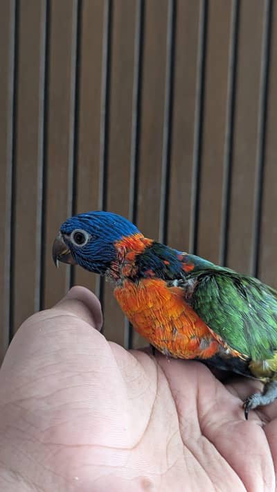 Hand tamed 0-Bite | Monks, Ringnecks, Sun Conures, Kashmiri Pahari Etc