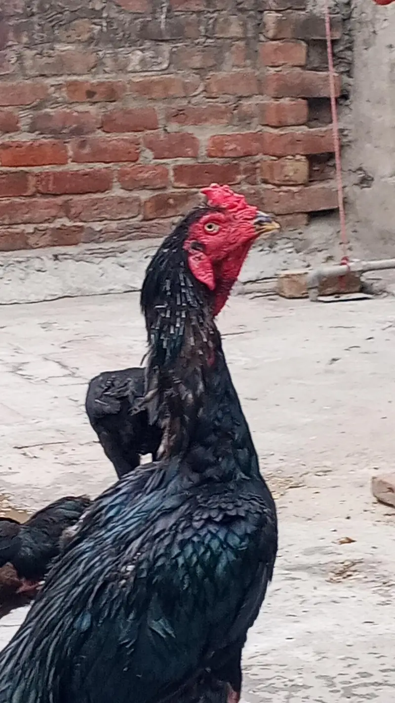 Pokoya Egg/ Thai Egg Vatnam Egg — photo 2