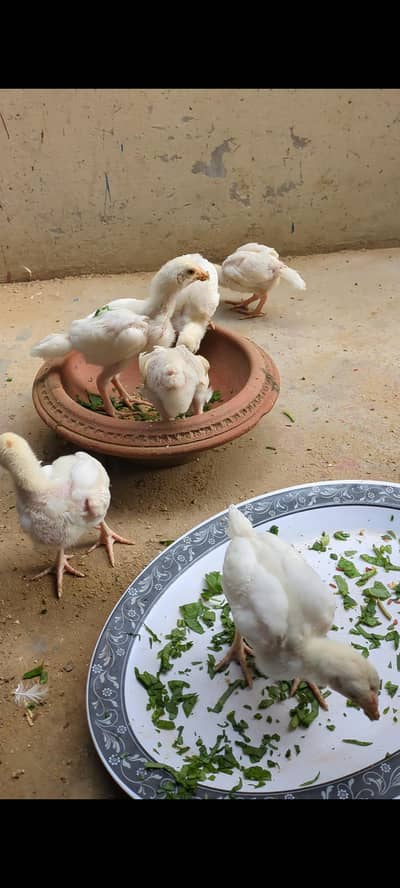 My Home Breed High Quality Heera & Oh Shamo Chicks
