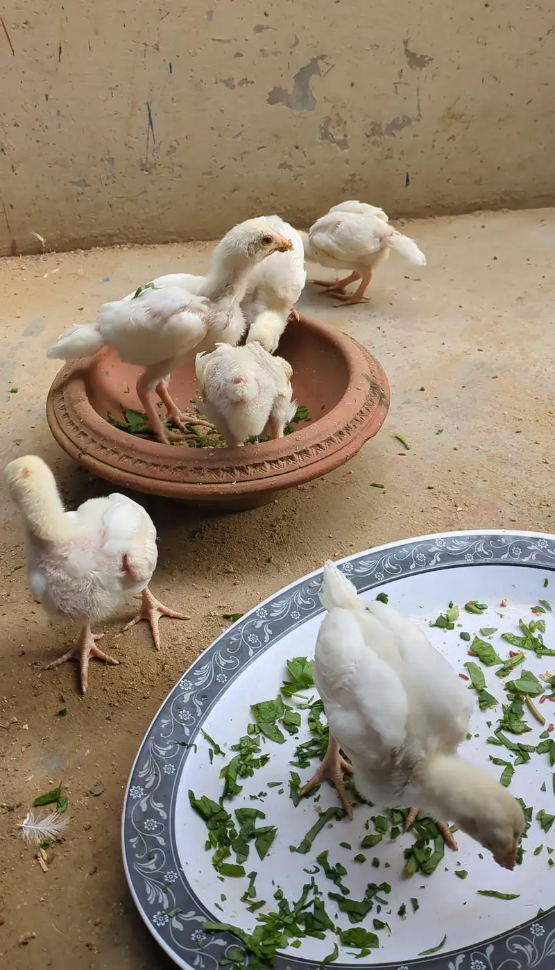 My Home Breed High Quality Heera & Oh Shamo Chicks — photo 2