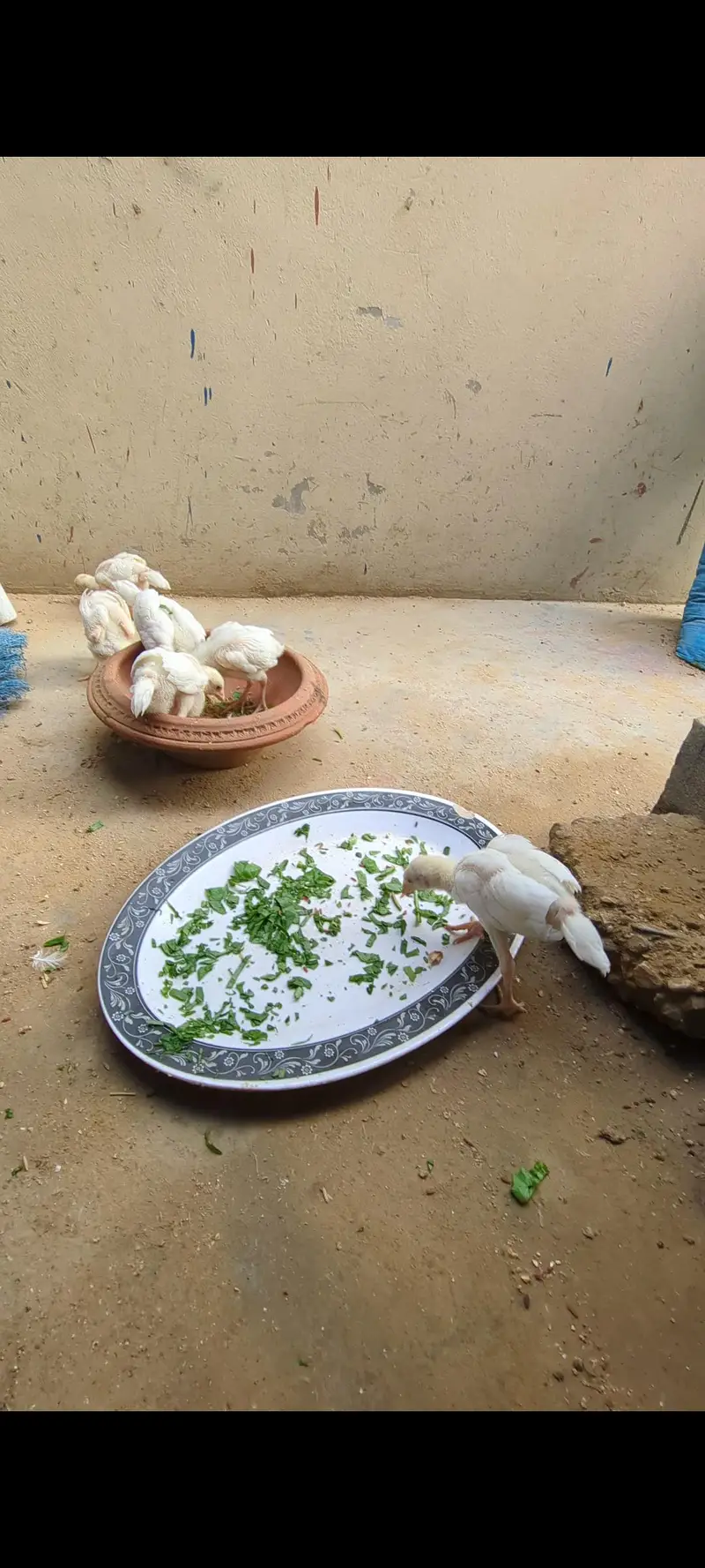 My Home Breed High Quality Heera & Oh Shamo Chicks — photo 3