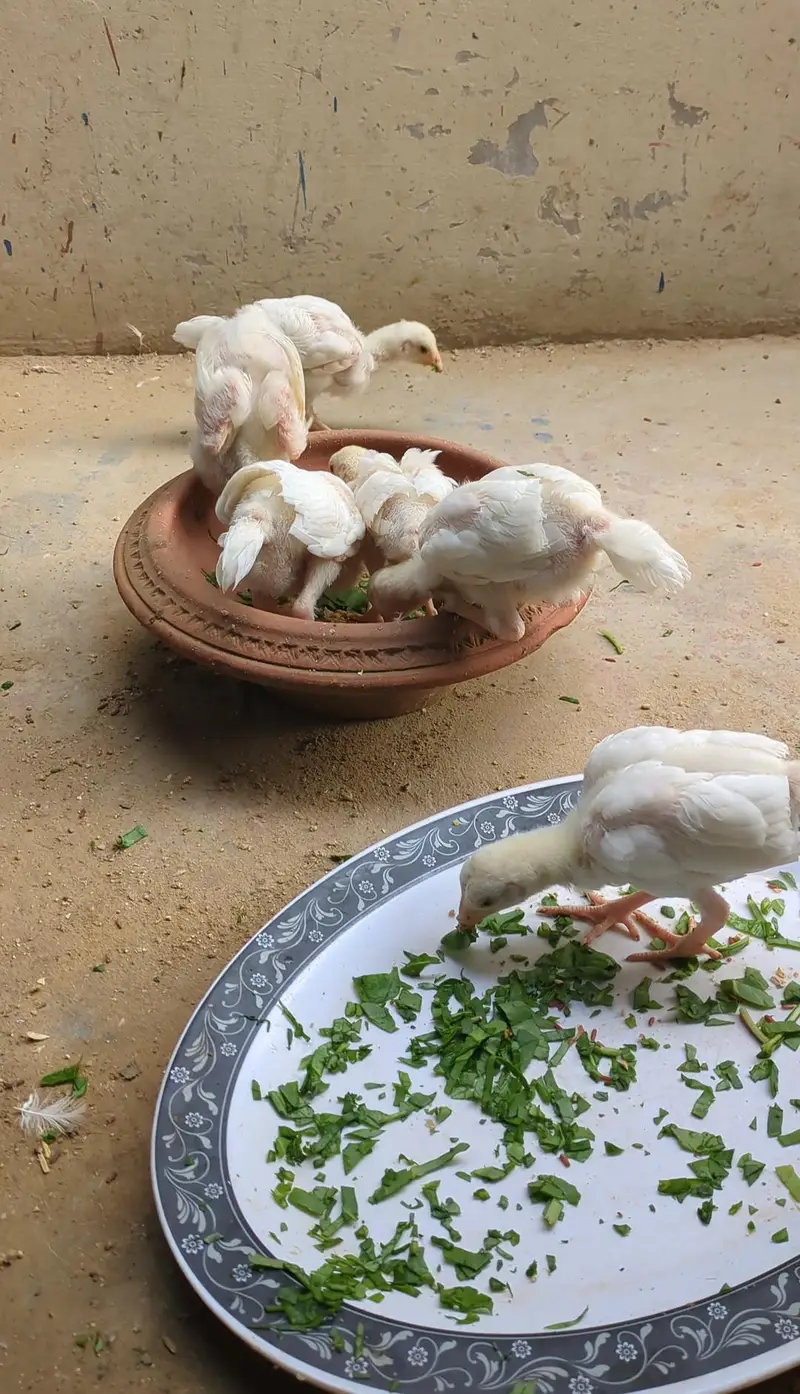 My Home Breed High Quality Heera & Oh Shamo Chicks — photo 4