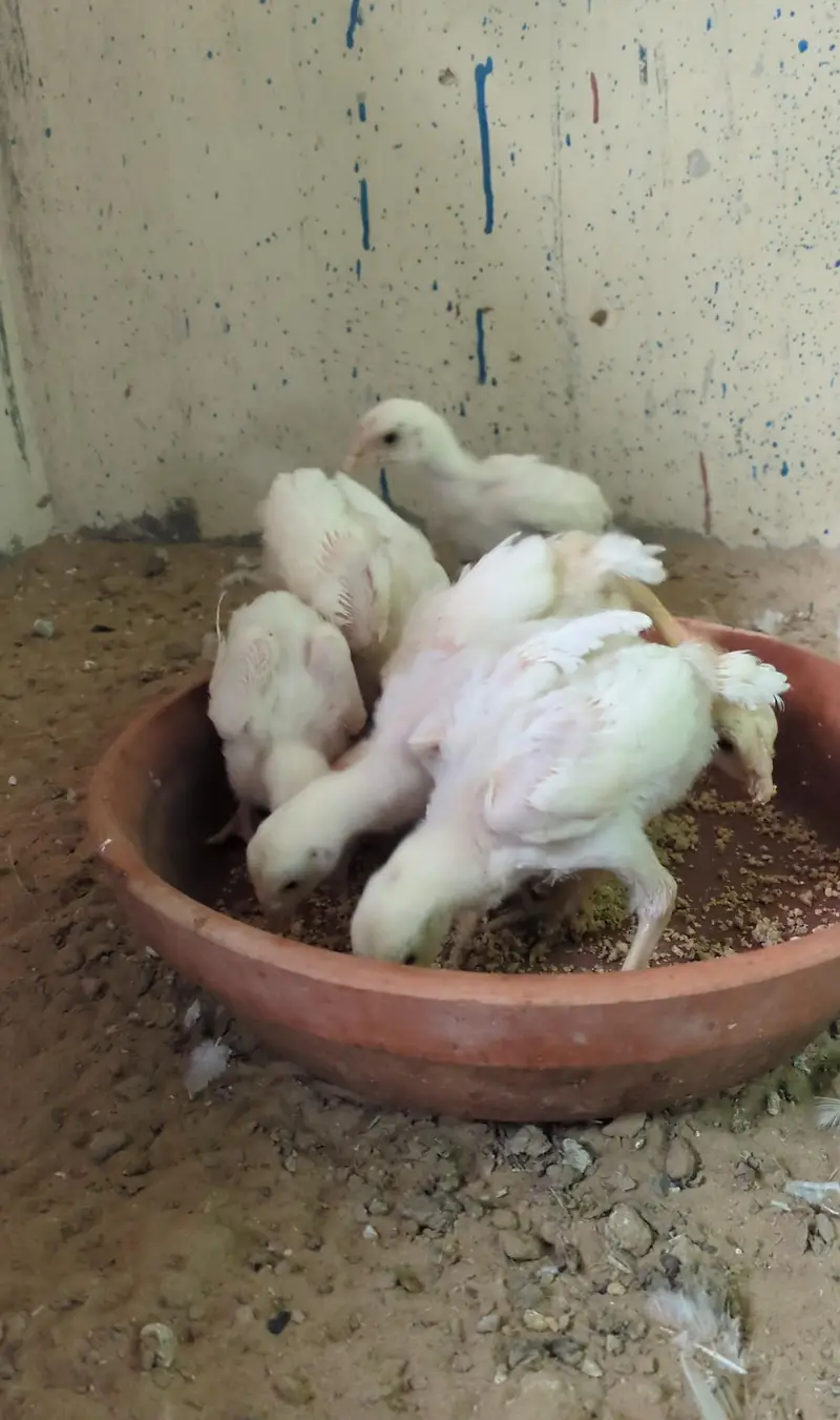 My Home Breed High Quality Heera & Oh Shamo Chicks — photo 5