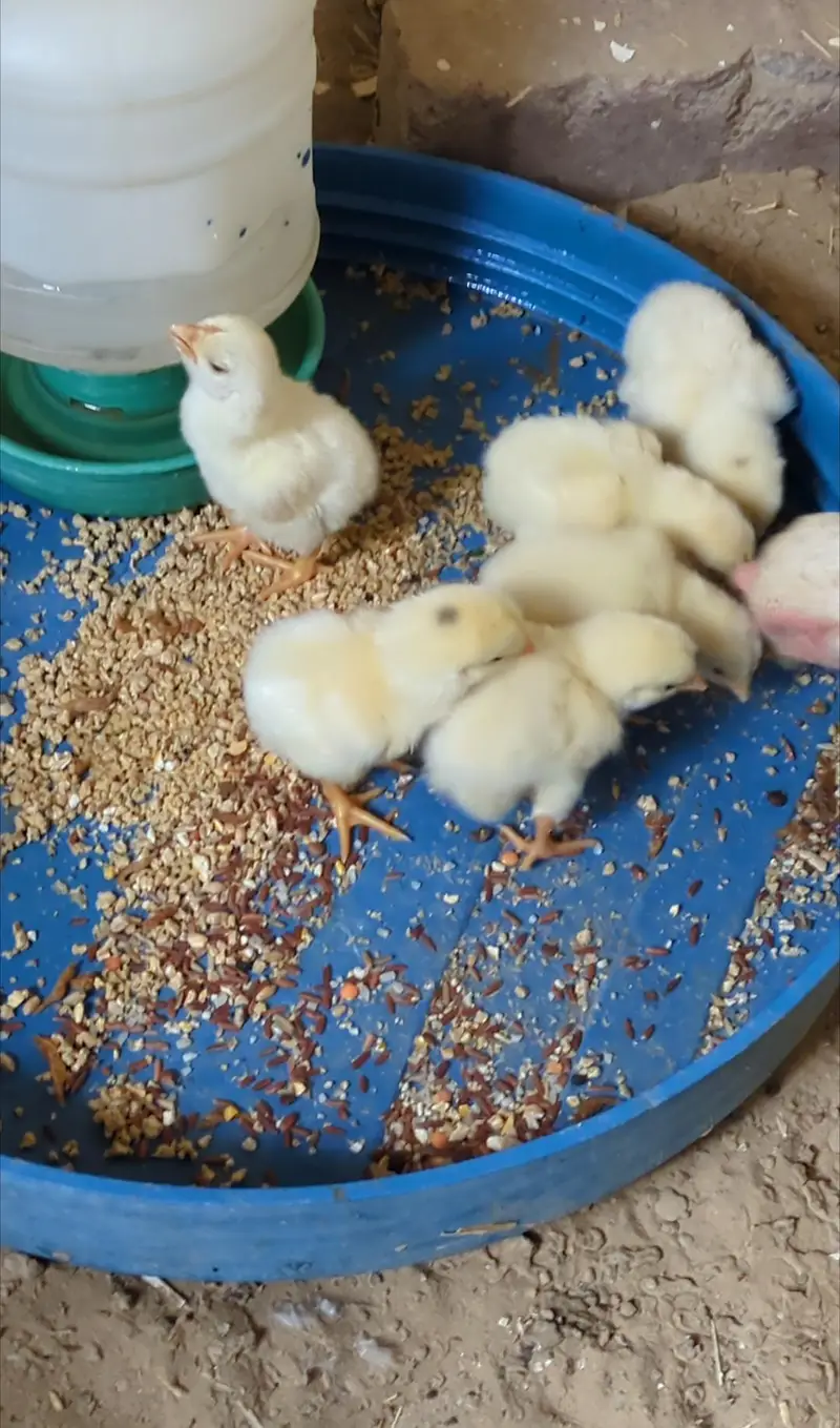 My Home Breed High Quality Heera & Oh Shamo Chicks — photo 6