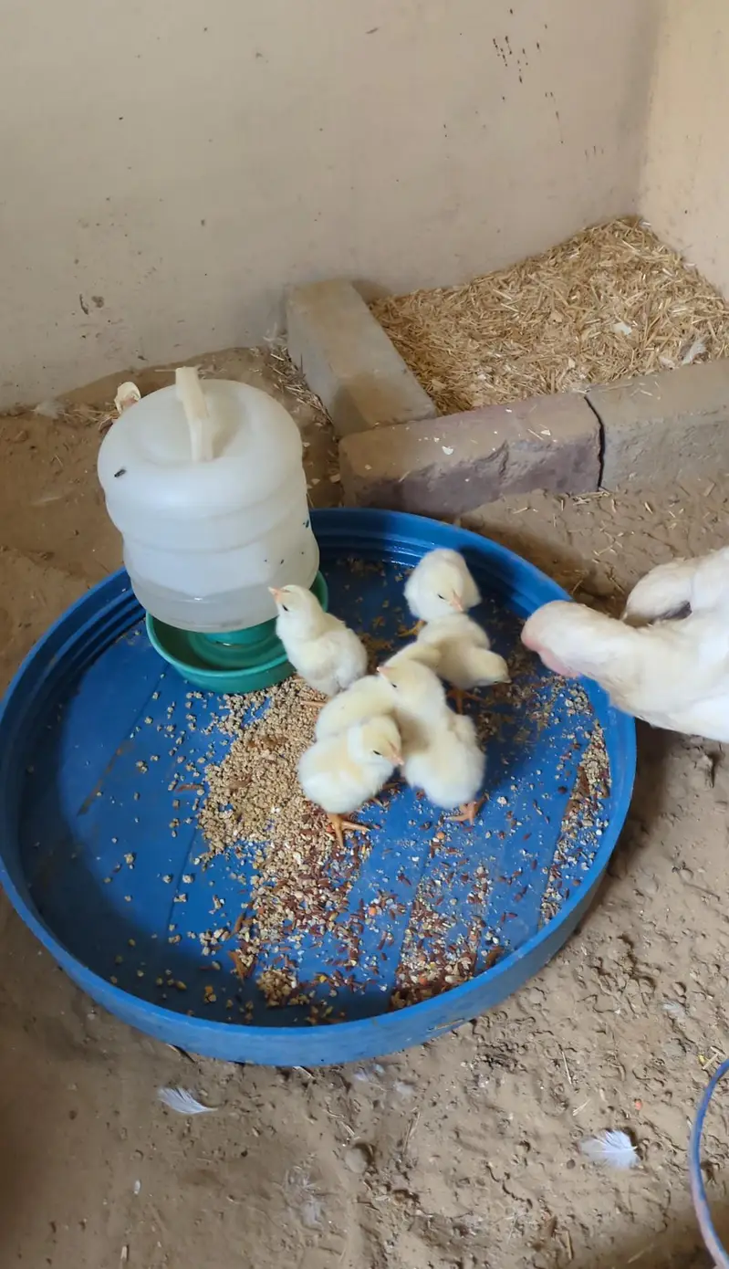 My Home Breed High Quality Heera & Oh Shamo Chicks — photo 7