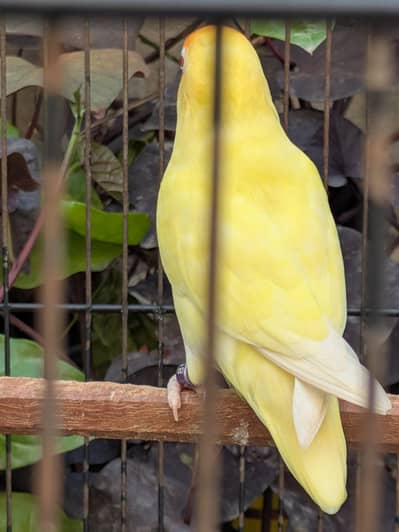 love birds