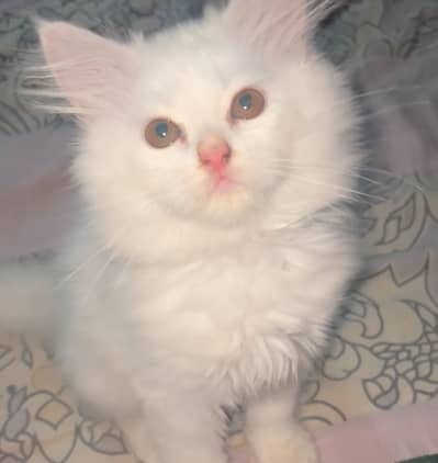 Persian male cat fo sale
