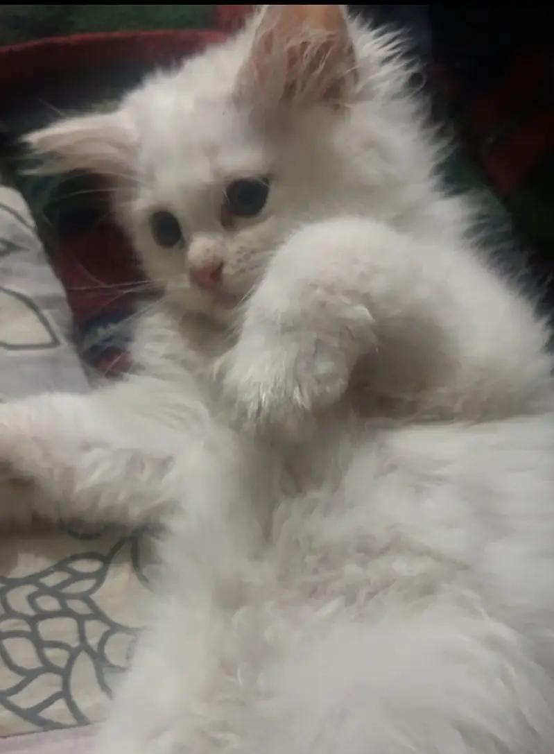Persian male cat fo sale — photo 2