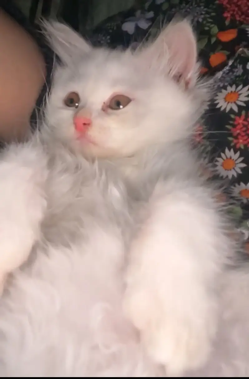 Persian male cat fo sale — photo 3