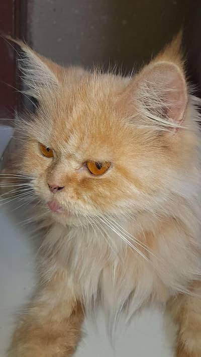 Persian cat