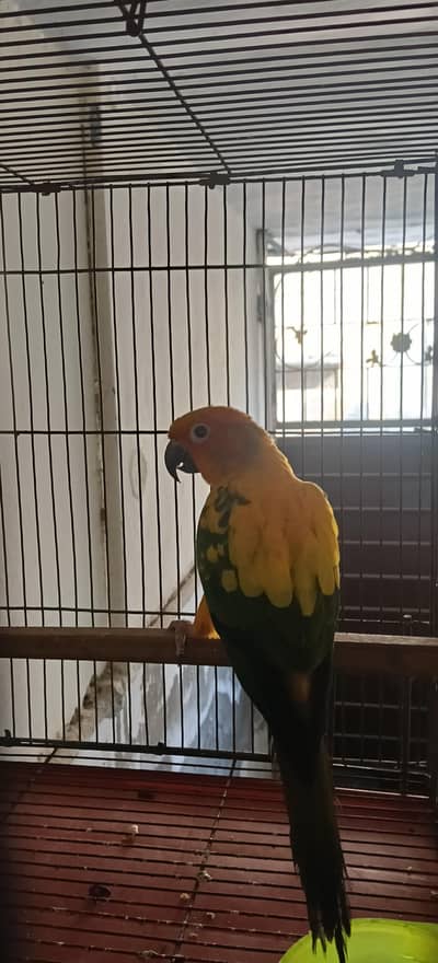 Sun-Conure