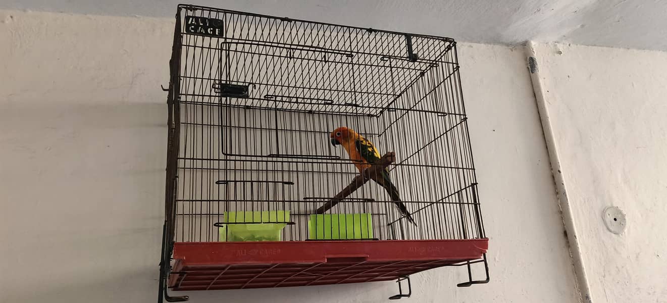 Sun-Conure 1