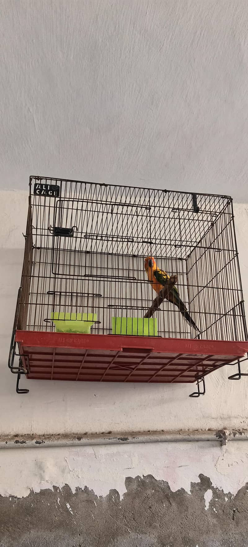 Sun-Conure 2