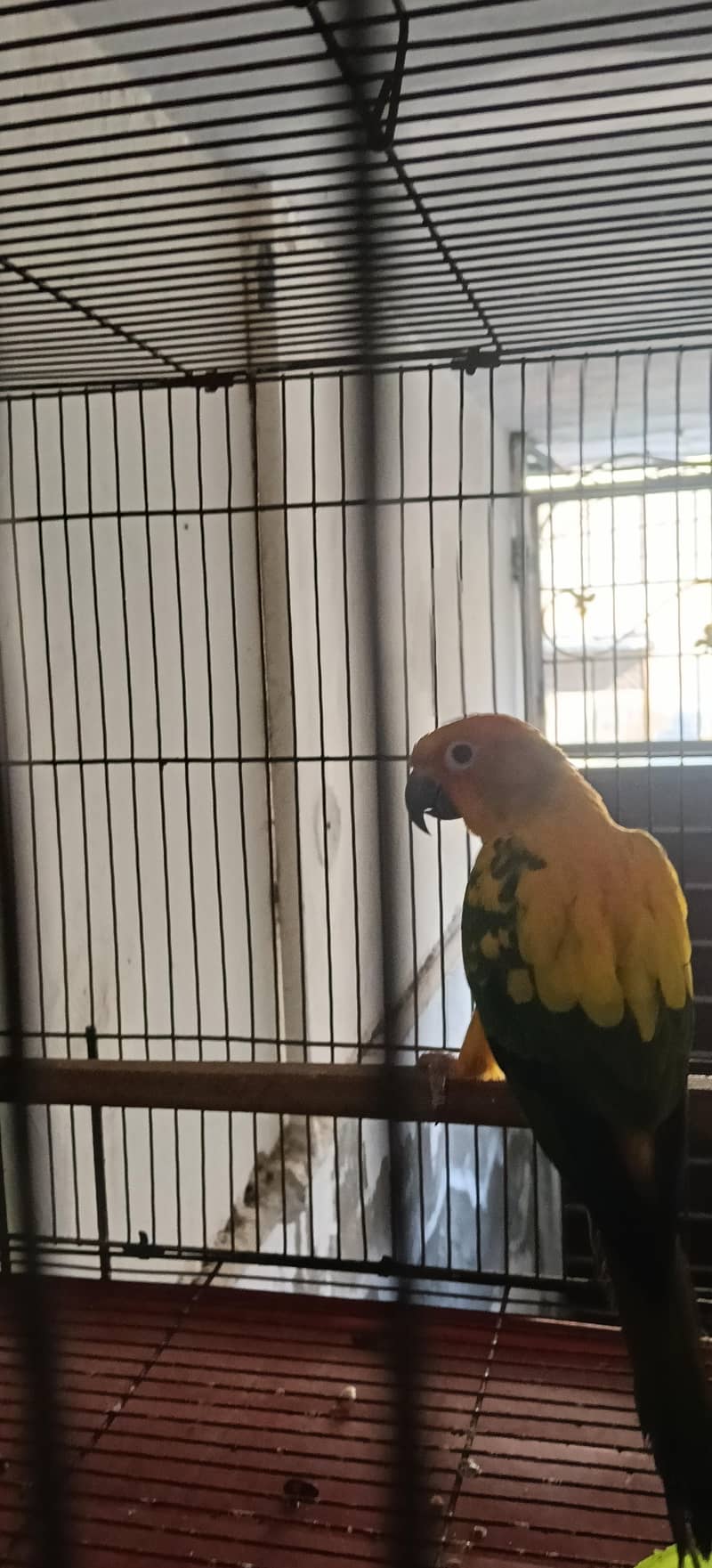 Sun-Conure 3