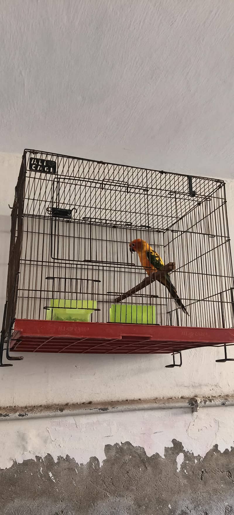 Sun-Conure 4