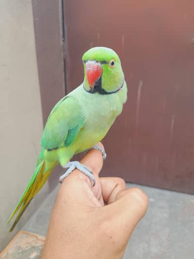 hand tame mitho