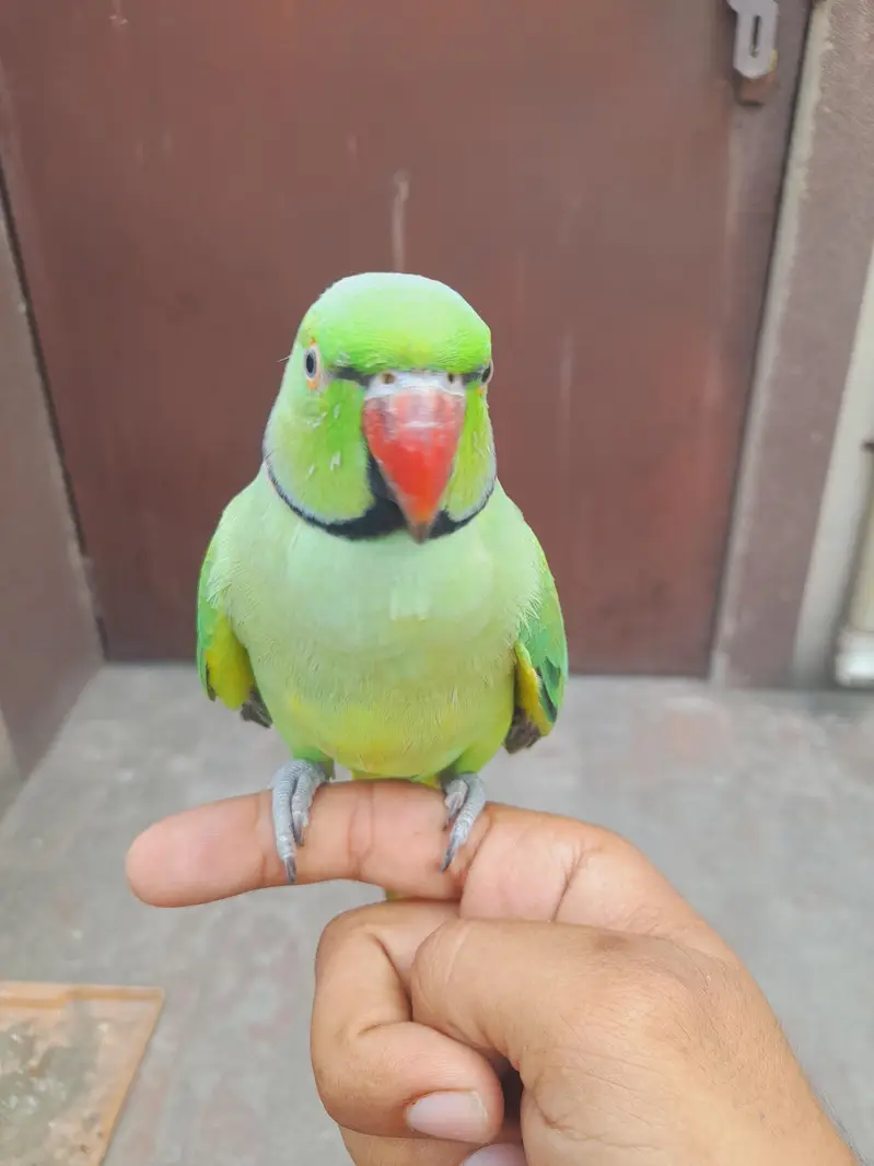 hand tame mitho — photo 2