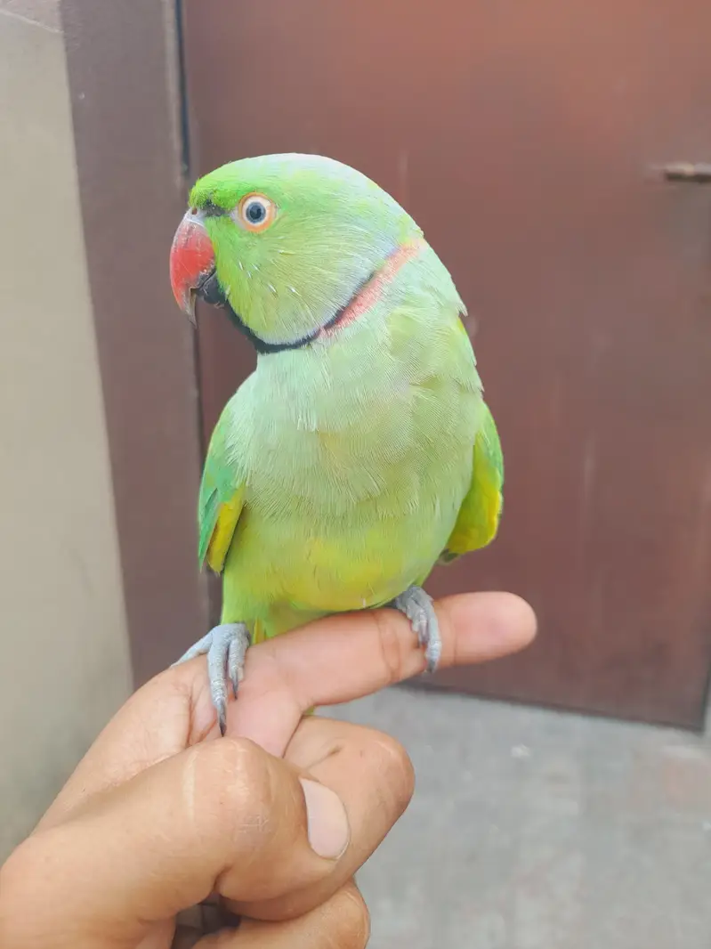 hand tame mitho — photo 4